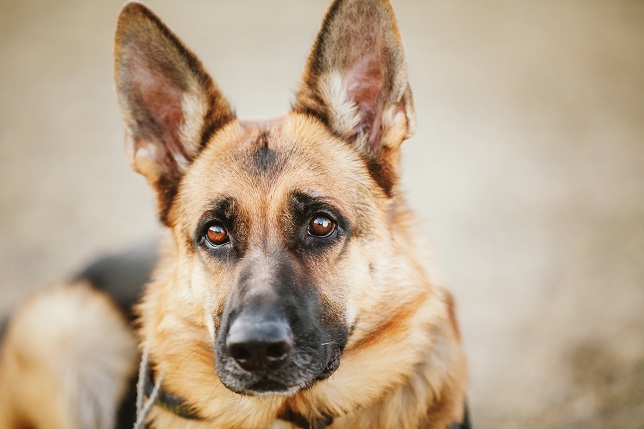 Brown German Shepherd Dog Close Up Portrait