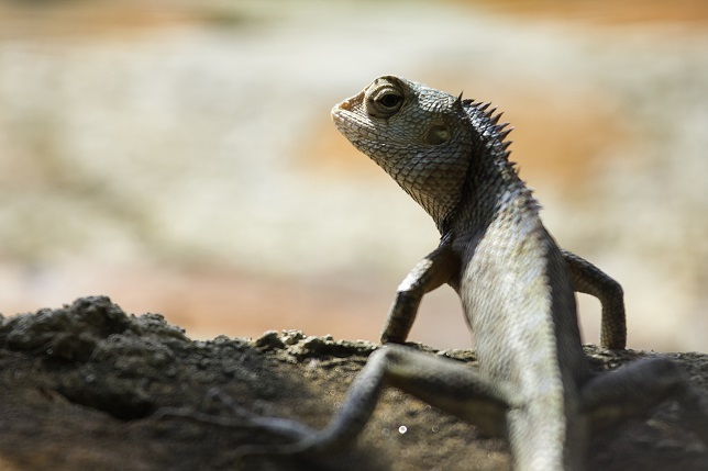 Oriental garden lizard (Calotes versicolor) in profile.